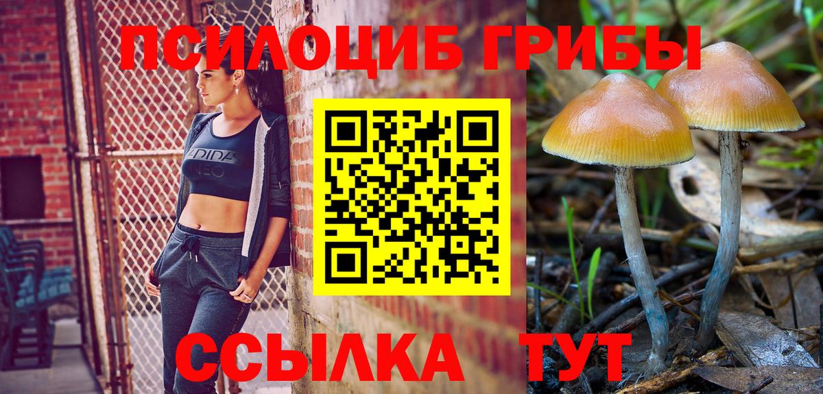 Псилоцибиновые грибы Psilocybine cubensis  Вход с VPN  Кувандык  Галлюциногенные грибы мицелий 