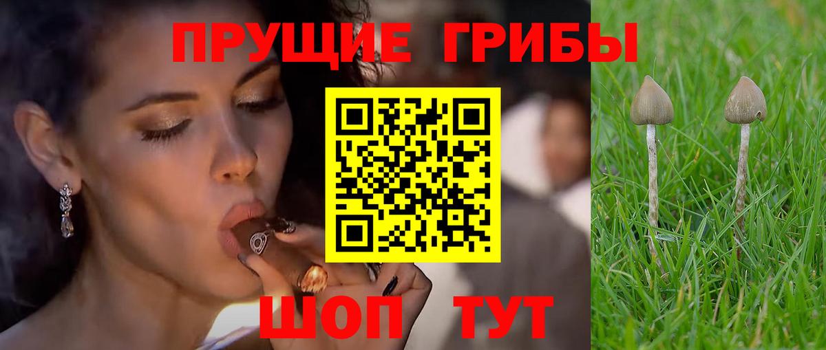Галлюциногенные грибы прущие грибы Кувандык